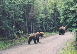 Bears in the road